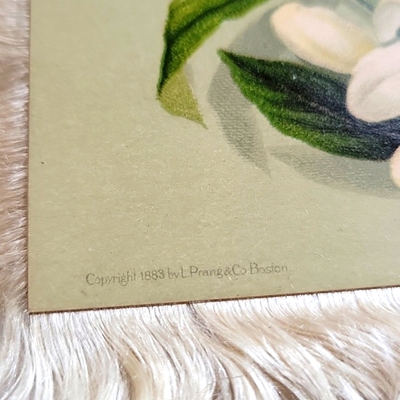 1883 L. Prang & Co. Chromolithograph Antique Silk Fringe Birthday Card - Picture 7 of 7